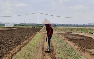 Đà Nẵng: Cảnh báo tình trạng "cò" chuyển đổi đất nông nghiệp trái quy định