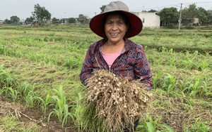 Giá bán thứ củ đặc sản rơi thẳng đứng trên cánh đồng Nghệ An, có phải là do nhà nhà đổ xô đi trồng?