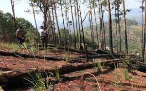 Lâm Đồng: Rừng thông 20 năm tuổi liên tiếp bị chặt phá do… giá đất tăng cao? 