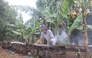 Rõ khổ, nông dân nuôi ong mật ở Đắk Lắk "xấc bấc  xang bang", bán 4kg mật mới mua được 1 ký thịt heo