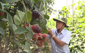 Lão nông Ninh Thuận trồng loại cây cho quả như trái dâu ta, thu nhập tiền triệu mỗi ngày