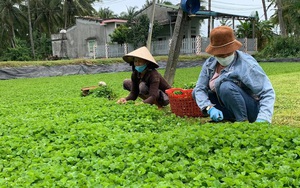 Trồng rau má ở chân ruộng bấp bênh, nông dân ở nơi này của Bình Định bất ngờ lại khấm khá hẳn lên