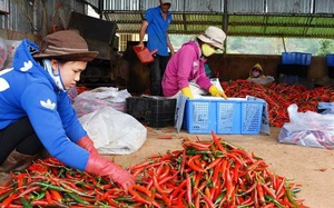 Trung Quốc đồng ý cho 5 doanh nghiệp xuất khẩu ớt tươi, cần đáp ứng những tiêu chuẩn gì? 