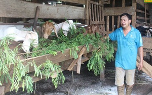 Chỉ có một thôn ở Đắk Nông mà nuôi dê vô số, đếm sơ sơ tầm 2.000-3.000 con, nhà nào cũng khá giả