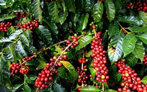Thị phần cà phê của Việt Nam tại Trung Quốc đang bị thay thế dần bởi các nguồn cung cấp khác