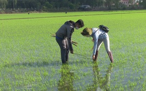 Bỏ phân hóa học dùng phân hữu cơ trồng lúa, vụ đầu tiên nông dân Đồng Tháp đã thấy bất ngờ?