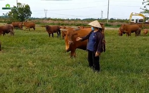 Chuyện lạ, nuôi bò thả rông giữa Sài thành, người phụ nữ thu tiền tỷ mỗi năm