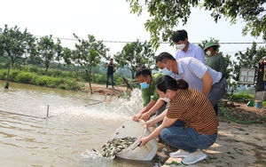 Nuôi cá trong ruộng lúa, cho ăn sâu bọ cá nhanh lớn, 1 huyện hỗ trợ nông dân 45.000 con cá chép giống