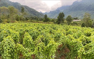Yên  Bái: Nông dân liên kết trồng những cây dược liệu gì mà giữ được rừng lại tăng thu nhập?
