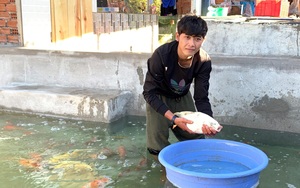 Nuôi thứ cá ví như "quốc ngư Nhật Bản", trai làng Đắk Lắk bán ra phố thu tiền tỷ