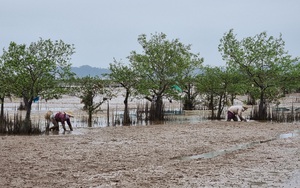 Thanh Hóa: Chị em dùng &quot;tuyệt kỹ&quot; săn con tám cẳng, hai càng, săn đâu trúng đó