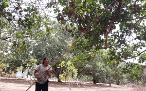 Thứ cây gì trái chín rộ, đã mất mùa giá bán lại giảm, nông dân nơi này của Bình Thuận vẫn "khều"