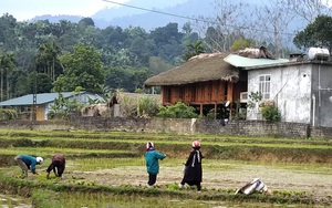 Vì sao ở Hà Giang năm nào được mùa quả cọ thì nông dân thường phải đi mót mạ đường xa?