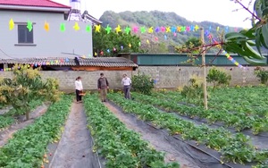 Nông thôn tây Bắc: Màu xanh no ấm tại bản tái định cư ở thành phố Sơn La
