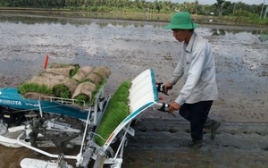 Đưa máy vừa cấy lúa vừa dúi phân xuống ruộng, nhiều người kéo đến xem ở Tiền Giang