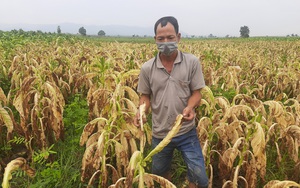 Gia Lai: Mưa lớn trái mùa khiến cây thuốc lá chết gần hết, nông dân điêu đứng vì cây không thuộc danh mục hỗ trợ