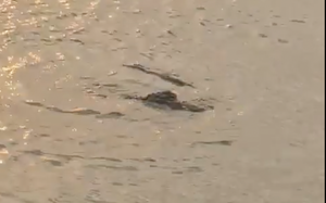 Thực hư thông tin cá sấu xuất hiện ở Hồ Tây