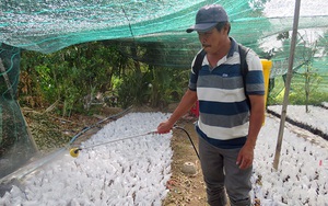 Ở Bến Tre trồng cây cảnh bé ti ti thu tiền tỷ, thương lái Hà Nội, miền Trung mua làm gì mà nhiều thế?