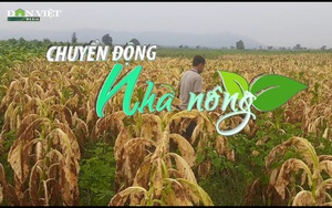 Chuyển động Nhà nông 16/4: Mưa trái mùa khiến việc phơi sấy nông sản ở Đắk Lắk gặp khó