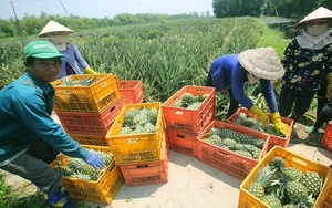 Hậu Giang: Bỏ cây nhiều mắt, nông dân chuyển sang trồng thứ cây nhiều mắt hơn, lời 100 triệu đồng/ha