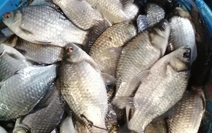 Loài cá trước nhiều vô số ở đồng, trong ao, giờ đây hóa đặc sản, ở Quảng Ngãi dân đem nấu canh với rau răm