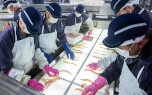 Trung Quốc mua lượng khổng lồ loài cá này của Nga, chế biến bán cho Mỹ, EU