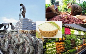 Thúc đẩy xuất khẩu gạo, cà phê, tiêu, thủy sản... vào Algeria