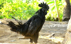 Tình cờ nuôi thứ gà đen như con quạ, thế mà anh trai phường tên là Cường ở Cần Thơ thu tiền tỷ