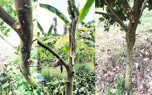 Giá mít Thái hôm nay 17/4: 4 nguyên nhân khiến cây mít Thái xì mủ rồi chết, nhà vườn cần biết hết để né tránh