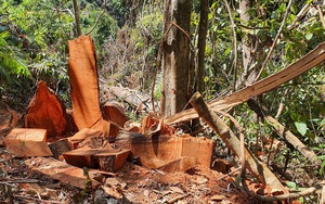 Có mấy chục héc ta rừng ở tỉnh Kon Tum bị lâm tặc &quot;làm thịt&quot; trong 3 tháng đầu năm 2022?
