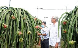 Thanh long, từ cây làm giàu đến &quot;cây thua lỗ&quot;, ban ngành ở đây làm gì để nông dân thôi phá bỏ?