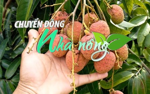 Chuyển động Nhà nông 18/4: Vải chín sớm được bán với giá 130.000 đồng/kg