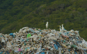 5 mẹo nhỏ bắt kịp xu hướng du lịch giảm nhựa tại Côn Đảo