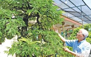Vùng đất ở Tiền Giang nông dân biến cây ăn trái thành cây cảnh độc lạ giá tiền tỷ