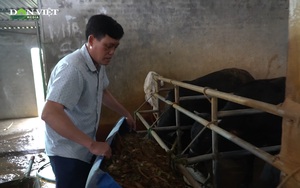 Tìm ra giống bò đẻ tiền, nông dân Hà Nội phát triển chăn nuôi mang lại hiệu quả kinh tế cao