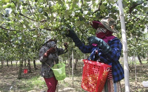 Ninh Thuận: Giá táo tươi tăng gấp đôi, nông dân thoăn thoắt hái bán cho thương lái, lãi hàng chục triệu/sào