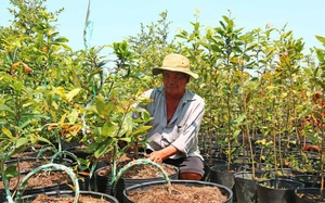Giữa Đồng Tháp Mười trồng cây cảnh đang hot mà thành làng tỷ phú của tỉnh Long An