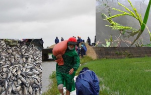 Lúa ngập, cá chết, nông dân Quảng Trị khốn khổ vì ngập lụt bất thường
