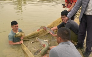 Nuôi loài cá đặc sản nhìn như cá nheo, ông nông dân Lào Cai kéo lưới lên bắt toàn con to, bán đắt tiền