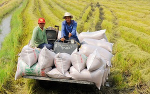 Việt Nam xuất khẩu gần 1,5 triệu tấn gạo trong quý I/2022, thị trường vẫn nhiều lo lắng