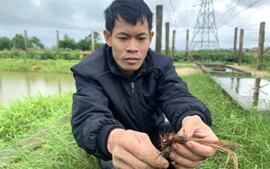 Anh nông dân mang căn bệnh u máu ở Quảng Bình trồng cỏ dại gì mà nhổ củ lên bán 350.000 đồng/kg?