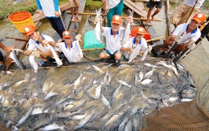 Mỹ, Trung Quốc ráo riết thu mua, Việt Nam thu ngay 2,5 tỷ USD nhờ bán đủ loại tôm, cá