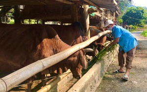 Nông thôn tây Bắc: Phát triển chăn nuôi đại gia súc