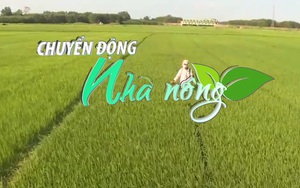 Chuyển động Nhà nông 21/4: Bệnh đạo ôn cổ bông “bùng phát” tại Nam Trung Bộ