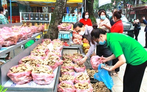 Hà Giang: Hội Nông dân tổ chức chương trình hỗ trợ tiêu thụ gừng Đồng Văn và hành tỏi Kinh Môn