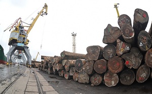 Giá gỗ nhập khẩu tăng cao, Hiệp hội Gỗ và Lâm sản Việt Nam bày cách chủ động hàng trong nước