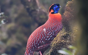 Phát hiện loài chim tuyệt đẹp, quý hiếm trong Vườn quốc gia Hoàng Liên