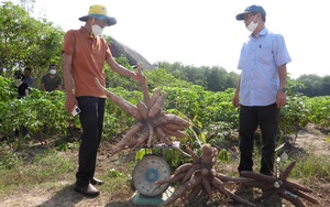 Chỉ 3 năm đã tìm ra giống sắn kháng bệnh khảm lá 100%, nông dân Tây Ninh nhổ lên toàn củ là củ