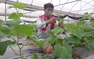 Thái Nguyên: Một tay ôm đồm trồng cây cảnh, đủ thứ hoa, rau màu, vì sao anh nông dân nhàn mà vẫn kiếm bộn tiền?
