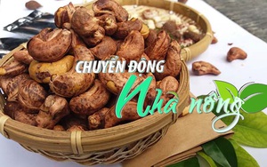 Chuyển động Nhà nông 23/4: Hạt điều Việt Nam chiếm thị phần áp đảo ở Anh